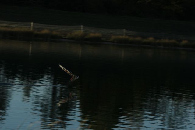 IMG_4620.JPG