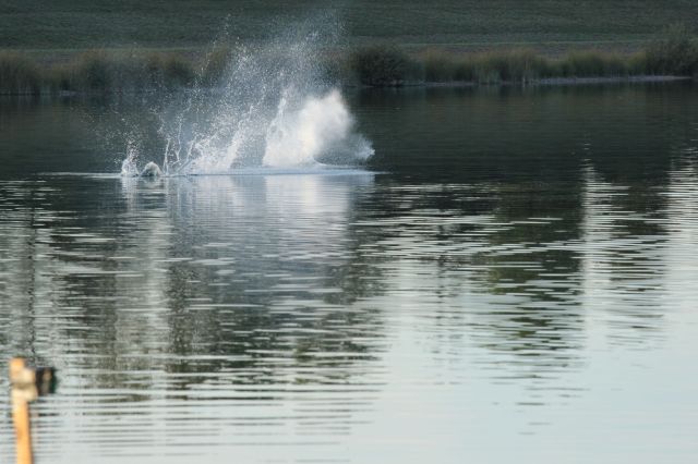 IMG_4774.JPG
